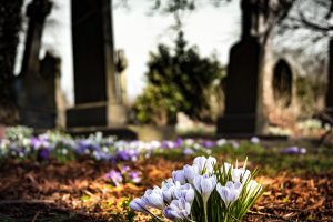 bloom-blossom-cemetery-161280